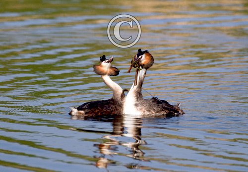 Great Crested Grebes